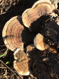 Trametes versicolor image