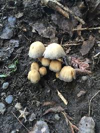 Coprinellus micaceus image