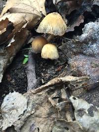 Coprinellus micaceus image