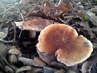 Leucopaxillus gentianeus image