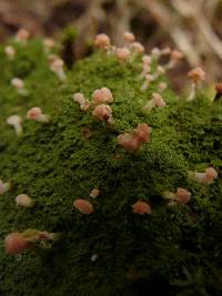 Baeomyces heteromorphus image