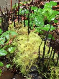 Xylaria hypoxylon image