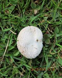 Bovista plumbea image