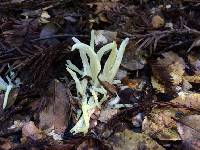 Clavaria fragilis image