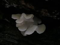 Pseudohydnum gelatinosum image