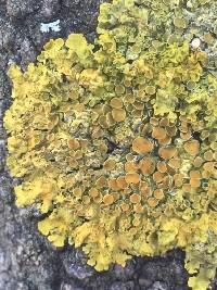 Xanthoria parietina var. parietina image