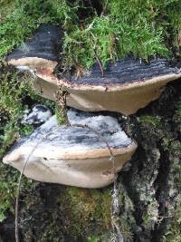 Ganoderma applanatum image