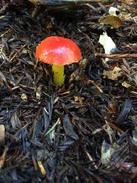 Hygrocybe laetissima image