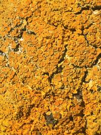 Xanthoria parietina var. parietina image