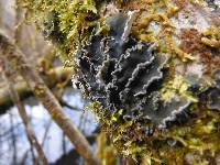 Peltigera collina image