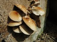 Agrocybe parasitica image