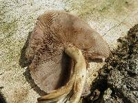 Agrocybe parasitica image