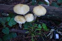 Stropharia ambigua image