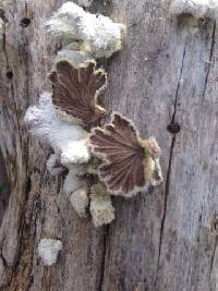 Schizophyllum commune image