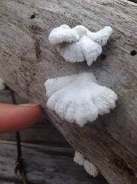 Schizophyllum commune image