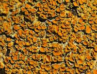 Xanthoria parietina var. parietina image