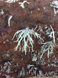 Ramalina farinacea image