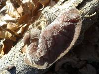 Auricularia auricula-judae image