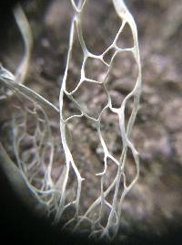 Ramalina menziesii image