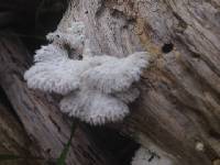 Schizophyllum commune image