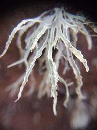 Ramalina farinacea image