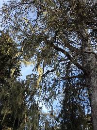 Ramalina menziesii image