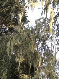 Ramalina menziesii image