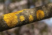 Xanthoria parietina var. parietina image