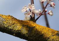 Xanthoria parietina var. parietina image