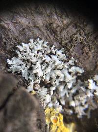 Physcia adscendens image