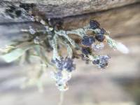 Niebla cephalota image