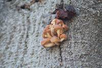 Flammulina velutipes image