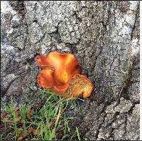 Omphalotus olivascens image