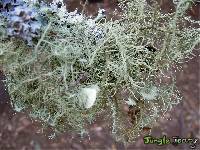 Usnea intermedia image