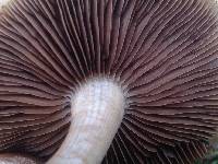 Agrocybe putaminum image