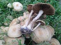 Agrocybe putaminum image