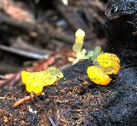 Dacrymyces chrysospermus image