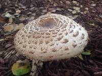 Chlorophyllum brunneum image