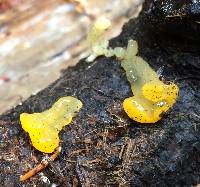 Dacrymyces chrysospermus image