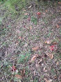 Clathrus ruber image