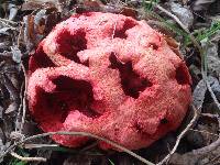 Clathrus ruber image