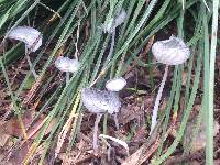 Coprinopsis lagopus image