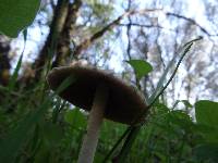 Psathyrella longipes image