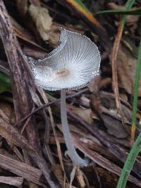 Coprinopsis lagopus image