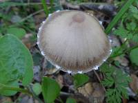 Psathyrella longipes image