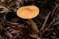 Hygrocybe psittacina var. psittacina image