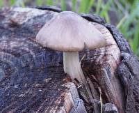 Pluteus cervinus image