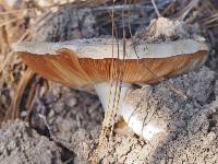 Amanita ocreata image