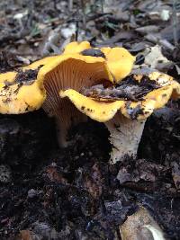 Cantharellus californicus image