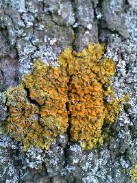 Xanthoria parietina var. parietina image